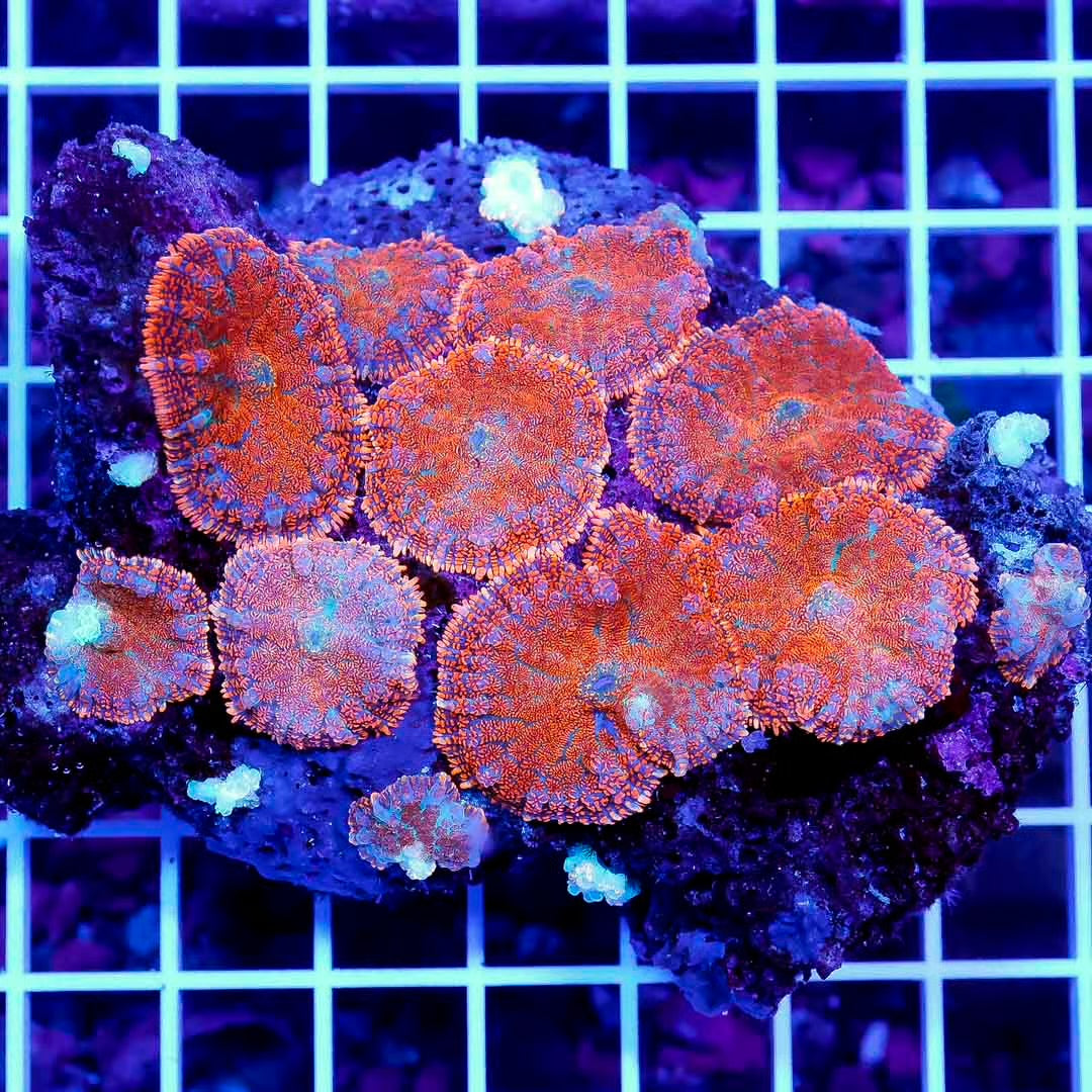 Indo Bulls Eye Mushroom Colony Mother Colony IBEMCMC092301 WYSIWYG
