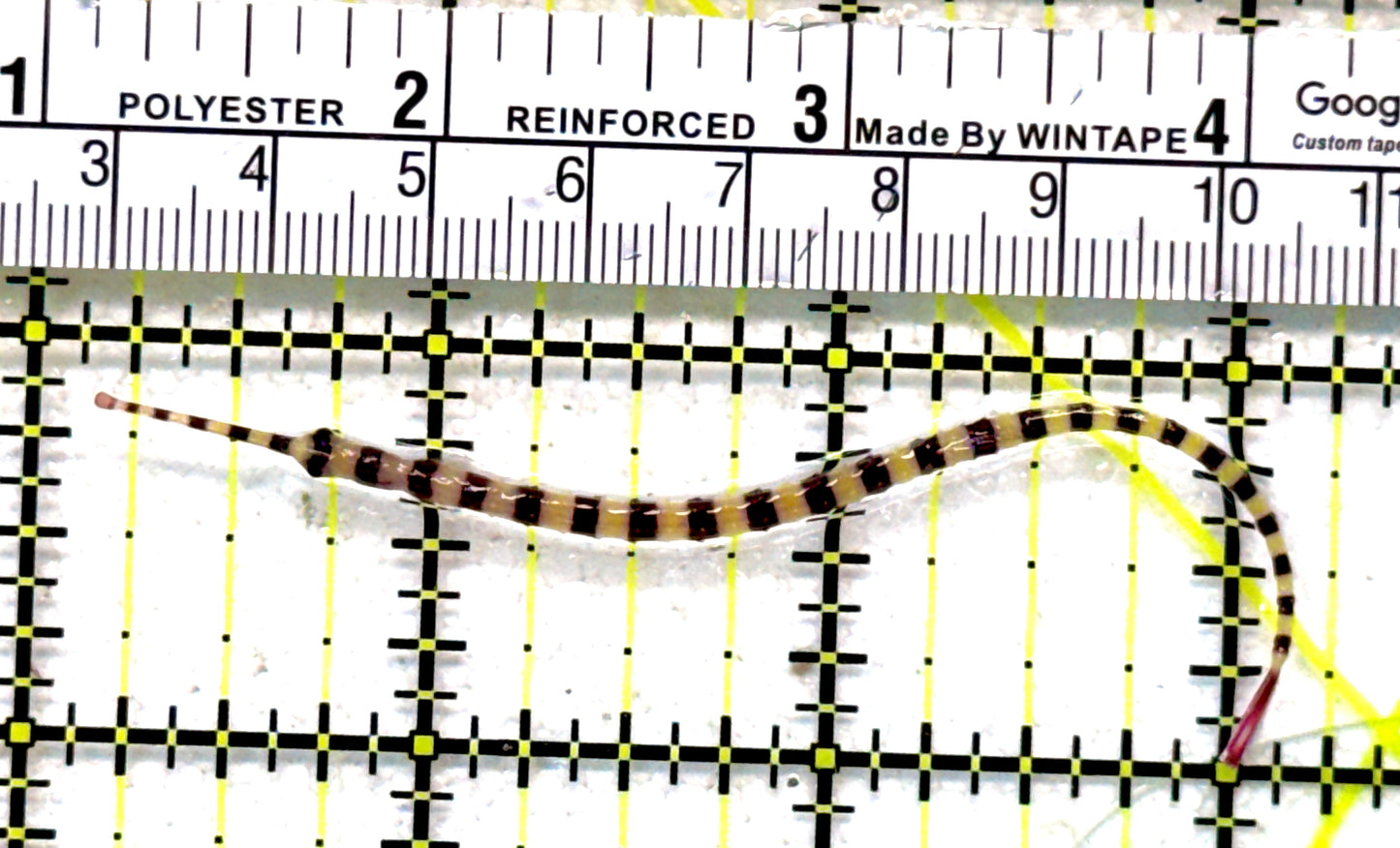 Banded Pipefish BP062802 WYSIWYG Size: 3.5"