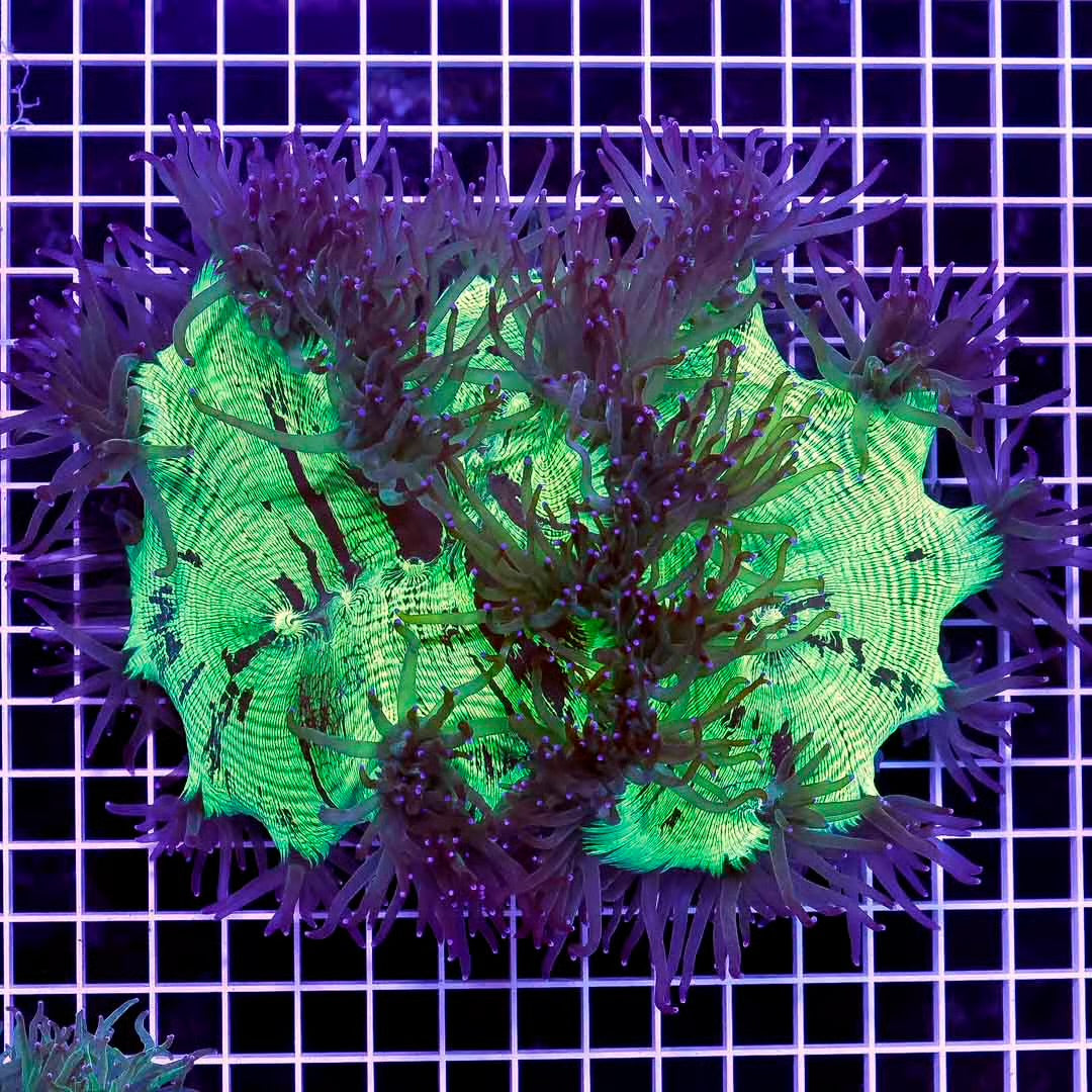 Aussie Purple Tip Elegance Mother Colony APTEMC092301 WYSIWYG
