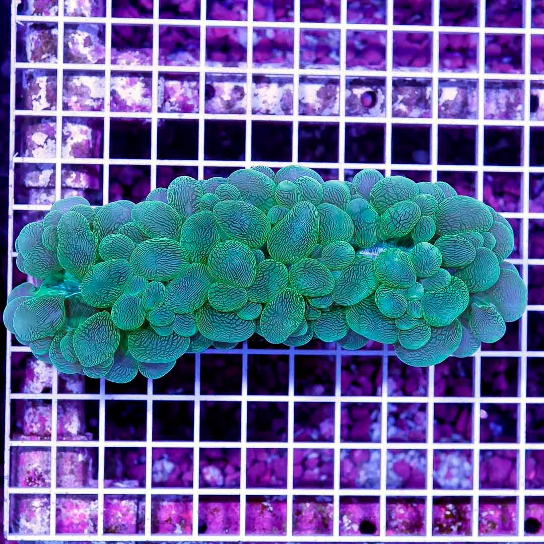 Aussie Metallic Green Bubble Coral Mother Colony AMGBMC092301 WYSIWYG
