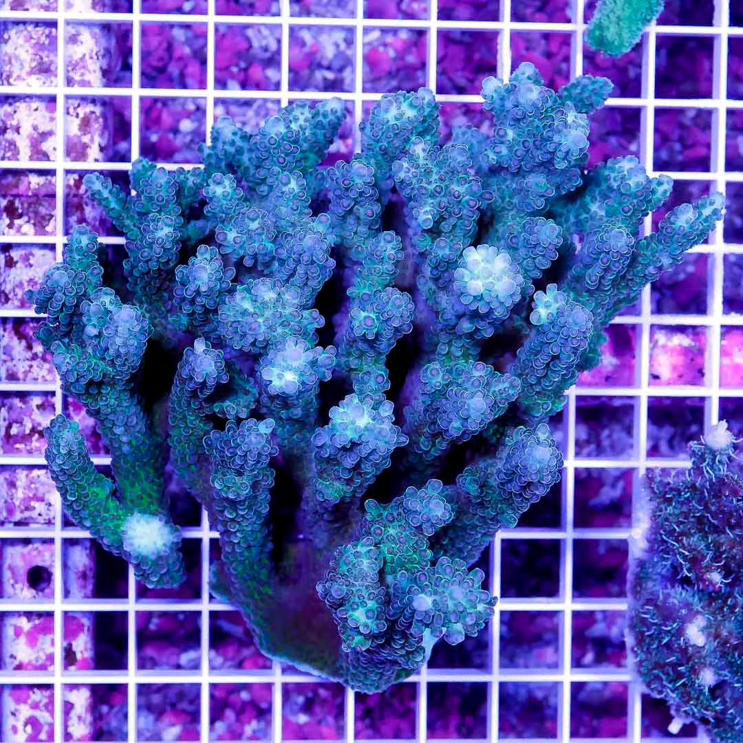 Ultra Aussie Acropora Mother Colony UAAMC092301 WYSIWYG