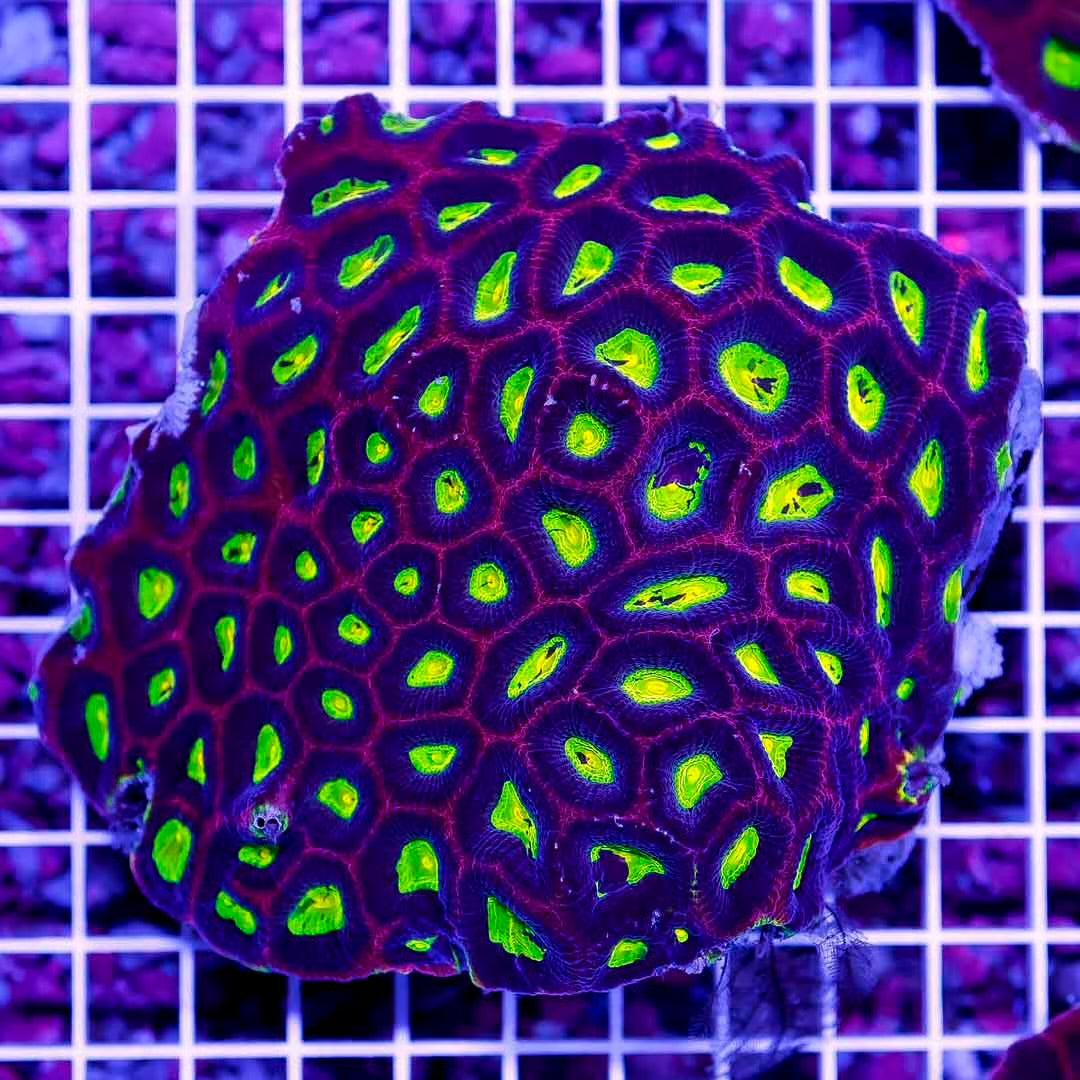 Ultra Aussie Prism Favia Mother Colony UAPFMC092301 WYSIWYG