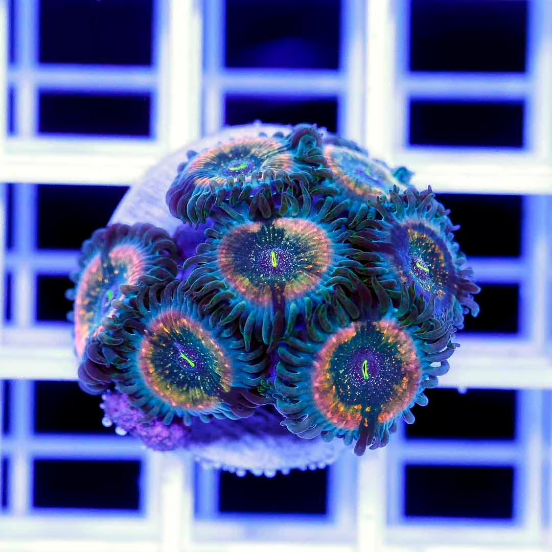 Zoanthid Frag Mother Colony ZFMC092301 WYSIWYG