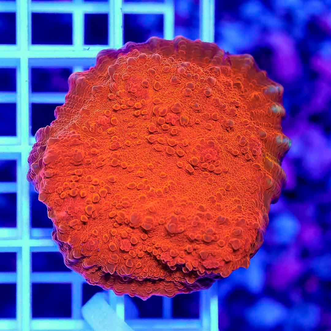 Aussie Chalice Frag Mother Colony ACFMC092301 WYSIWYG