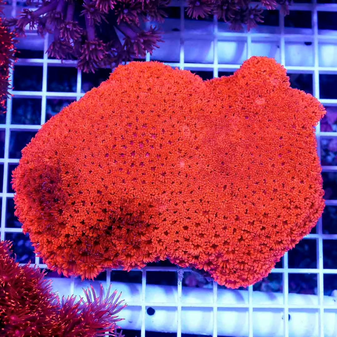 Ultra Aussie Red Goniopora Mother Colony UARGMC092301 WYSIWYG