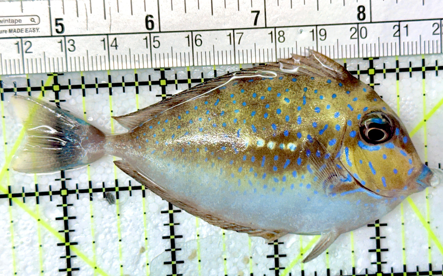 Vlamingi Unicorn Tang VUT051003 WYSIWYG Size: L 5"
