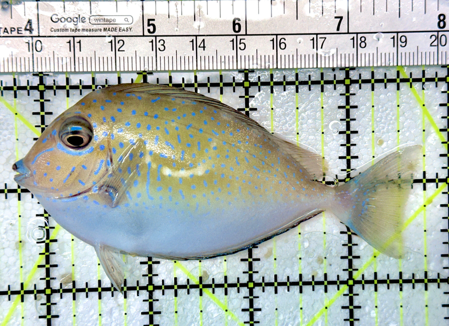 Vlamingi Unicorn Tang VUT051004 WYSIWYG Size: ML 4"