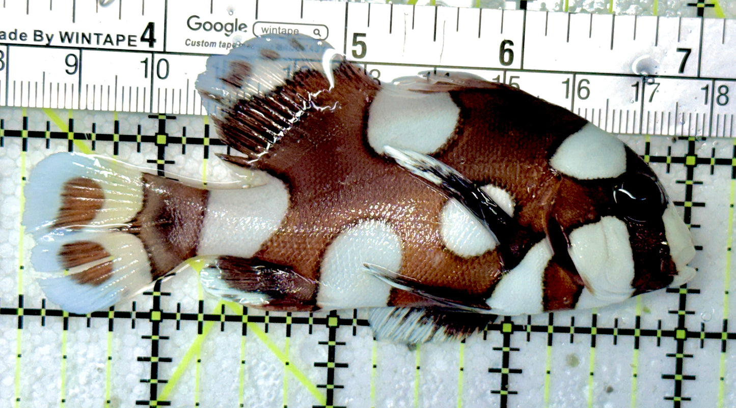 Harlequin Spotted Grunt Sweetlips HSGS051001 WYSIWYG Size: M 3.75"