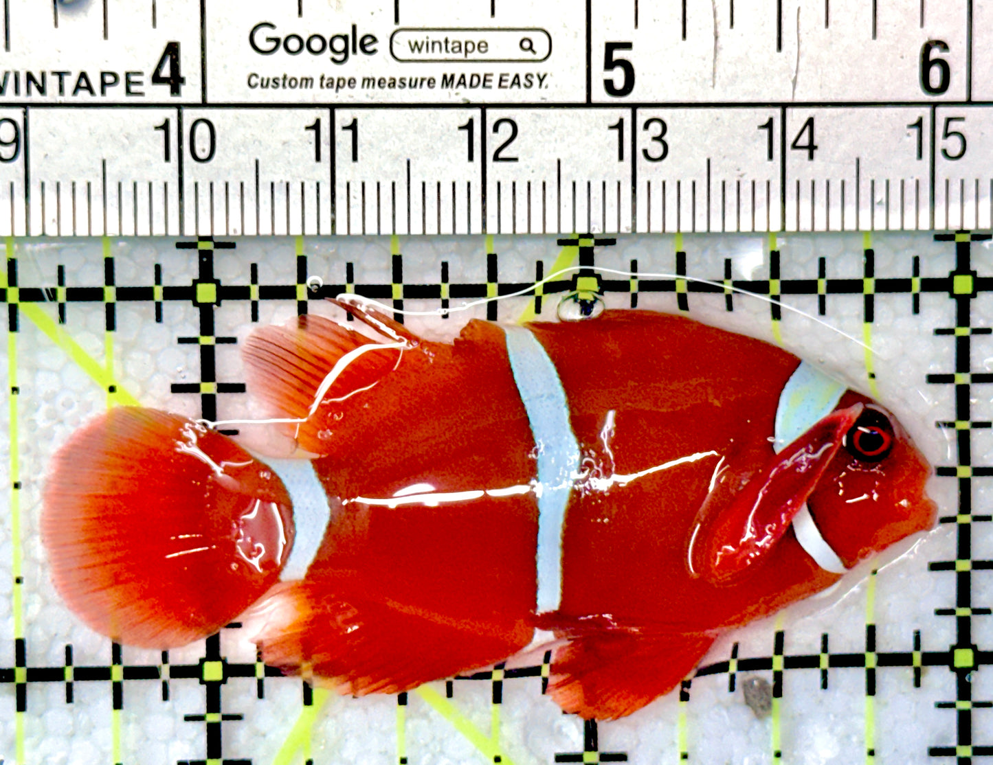 White Stripe Maroon Clownfish WSMC051001 WYSIWYG Size: M 2.5"