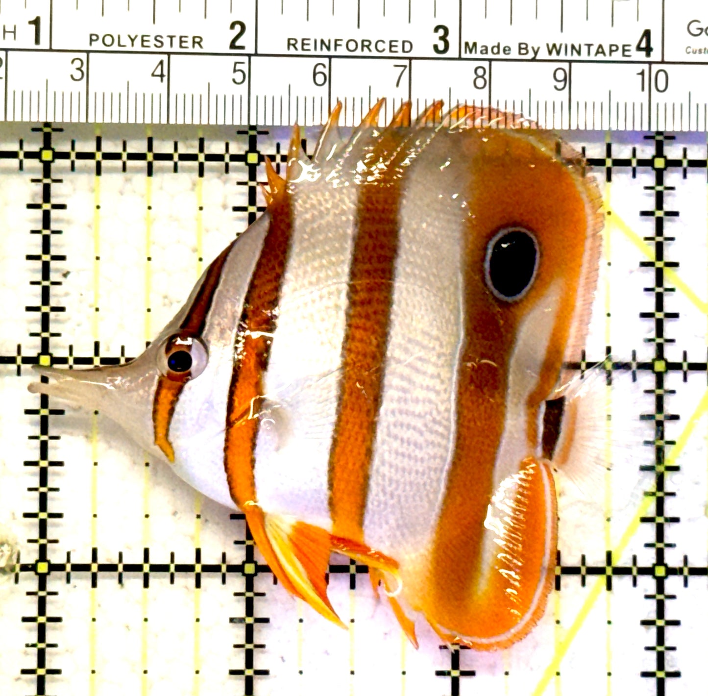 Copperband Butterflyfish CB070601 WYSIWYG Size: L 3.25" approx
