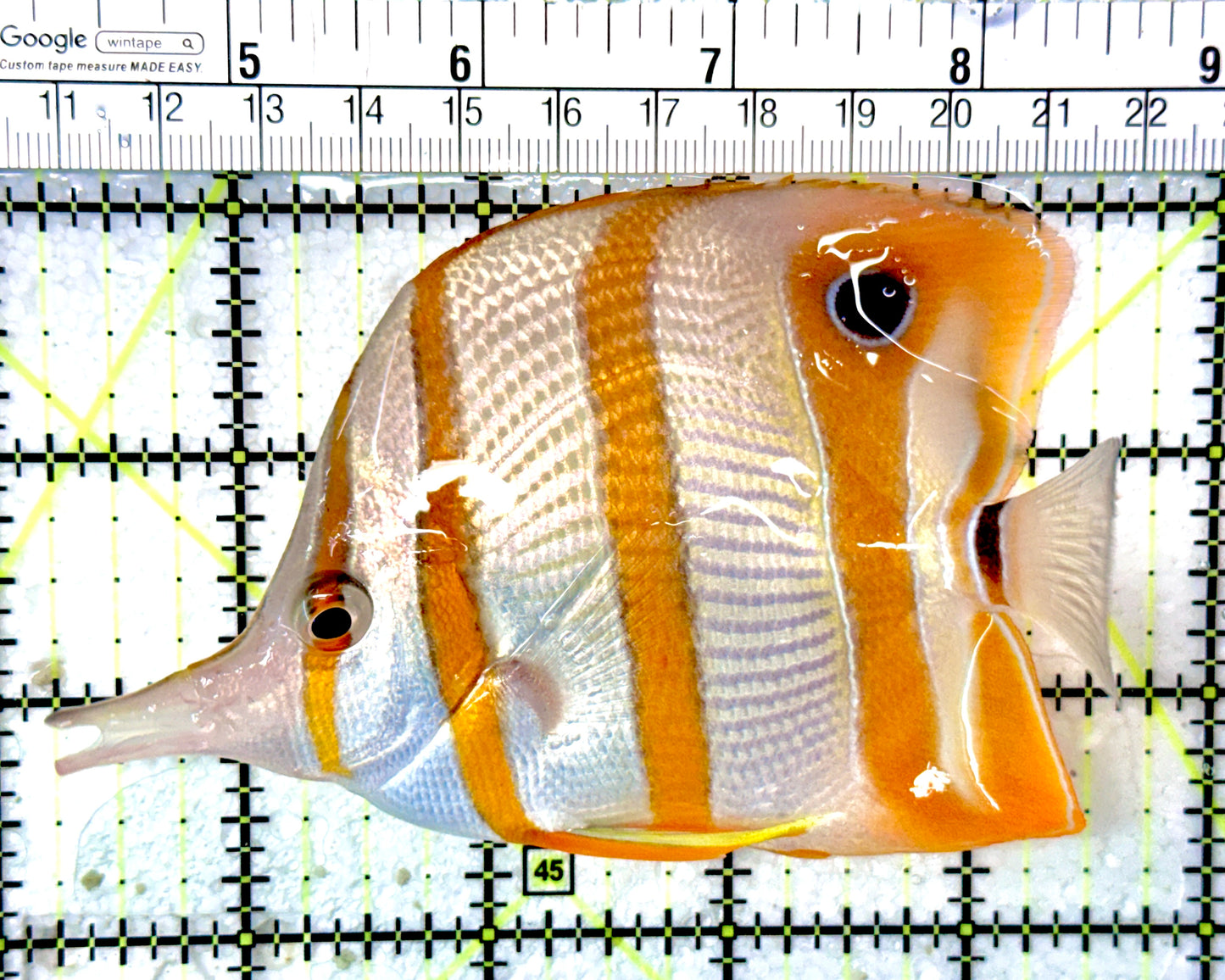 Copperband Butterflyfish CB051002 WYSIWYG Size: XL 4.75"