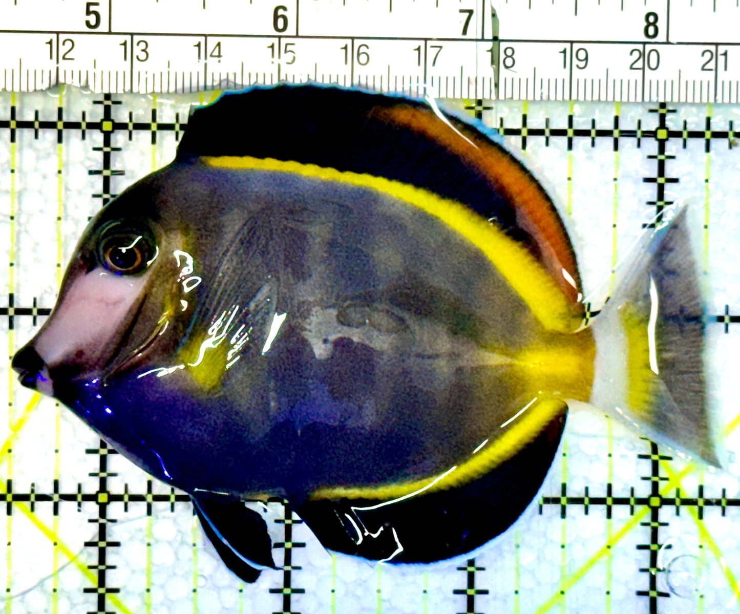 Powder Brown Tang PBT062301 WYSIWYG Size: M 3.75"