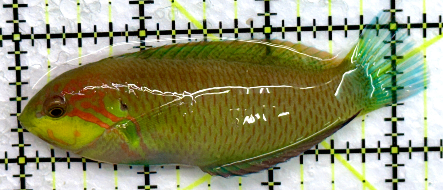 Moyer's Leopard Wrasse MLW072201 WYSIWYG Size: XL 3.25"