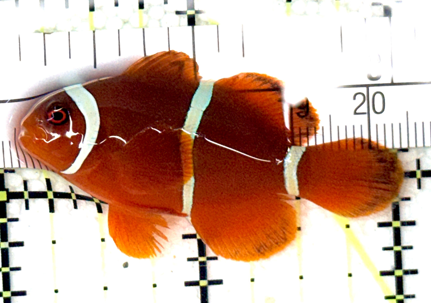 White Stripe Maroon Clownfish WSMC051002 WYSIWYG Size: M 2" approx