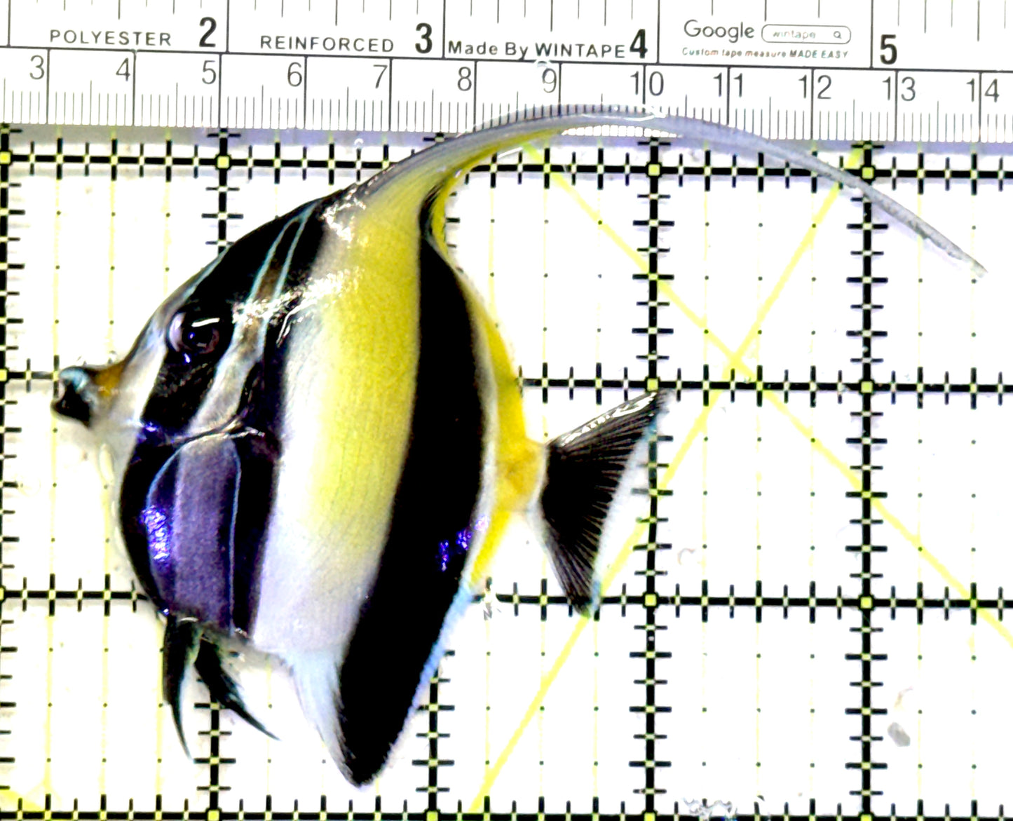 Moorish Idol MI070601 WYSIWYG Size: L 4.25" approx