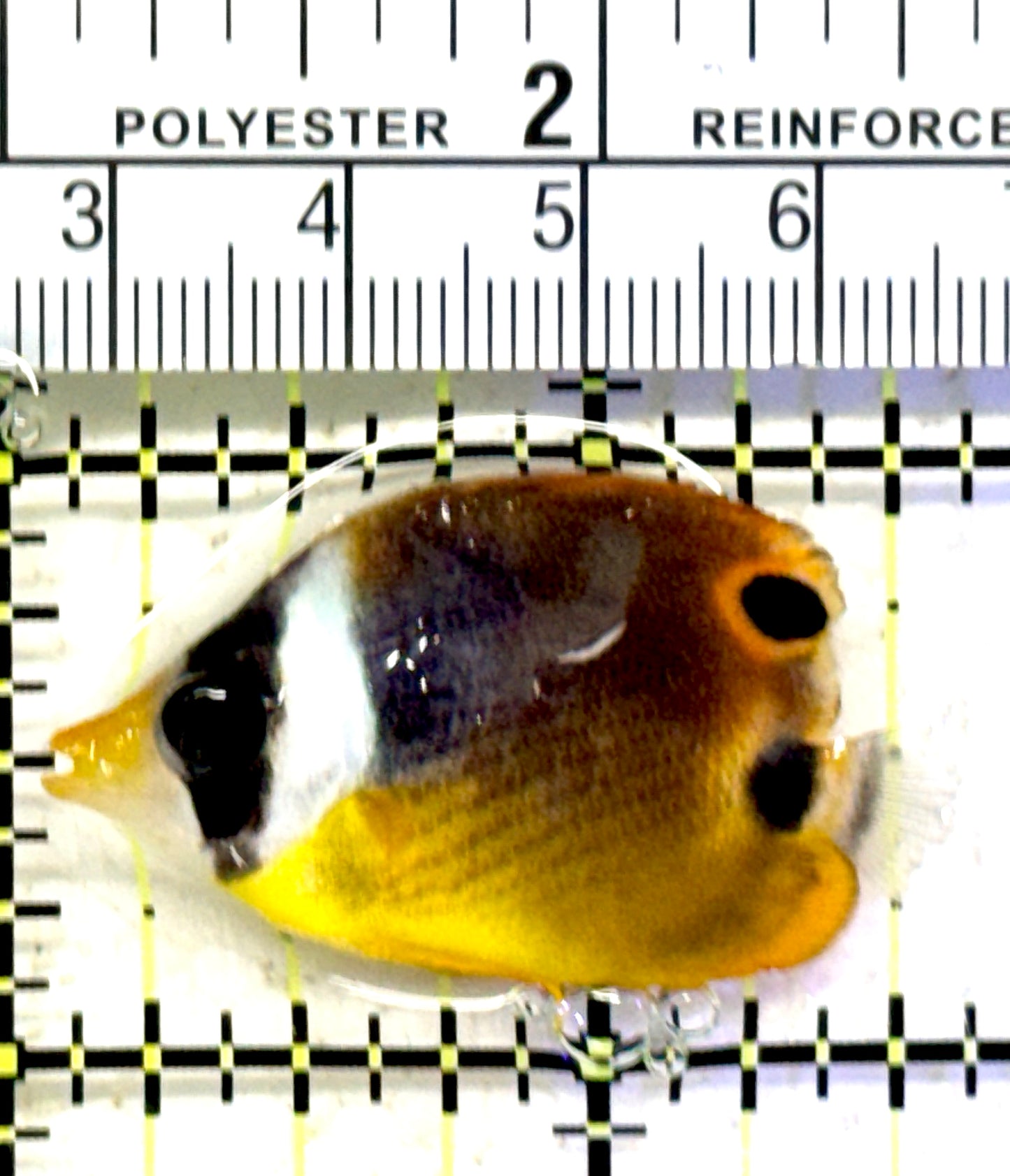 Raccoon Butterflyfish RB070601 WYSIWYG Size: S 1.5" approx