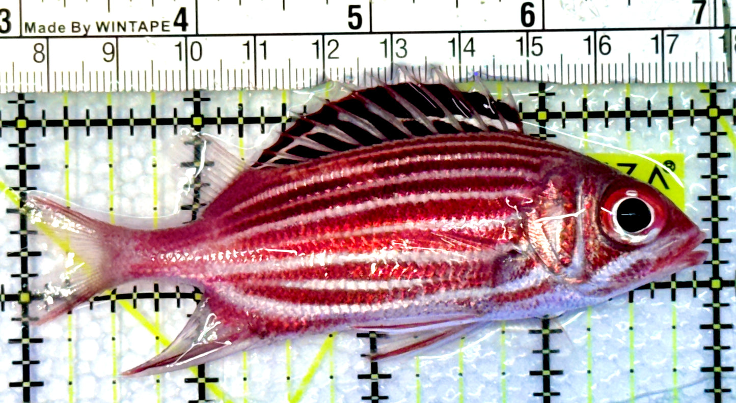 Striped Squirrelfish SS062301 WYSIWYG Size: M 4"