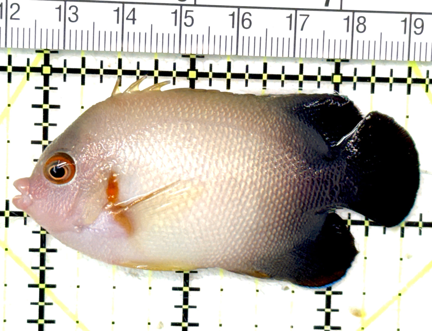 Half Black Vroliki Angelfish HBVA051001 WYSIWYG Size: ML 2.75" approx