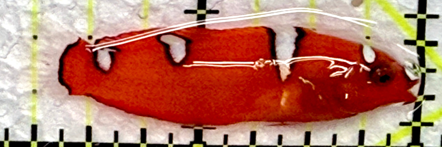 Red Coris Clown Wrasse Juvenile RCW072201 WYSIWYG Size: Tiny 1.75"