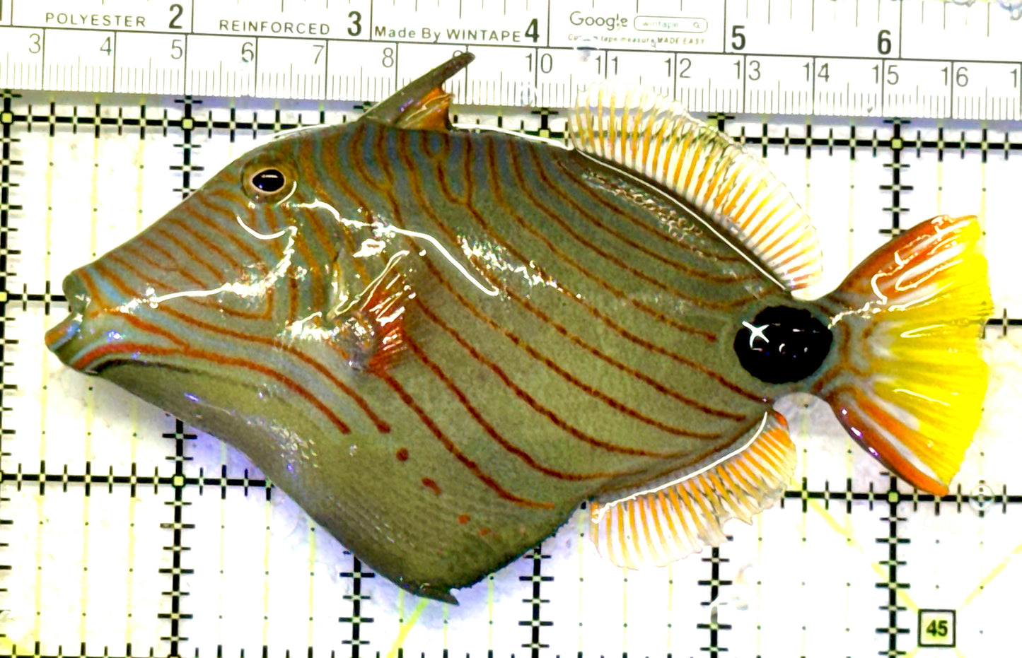 Undulated Triggerfish UT070601 WYSIWYG Size: XXL 5.5" approx