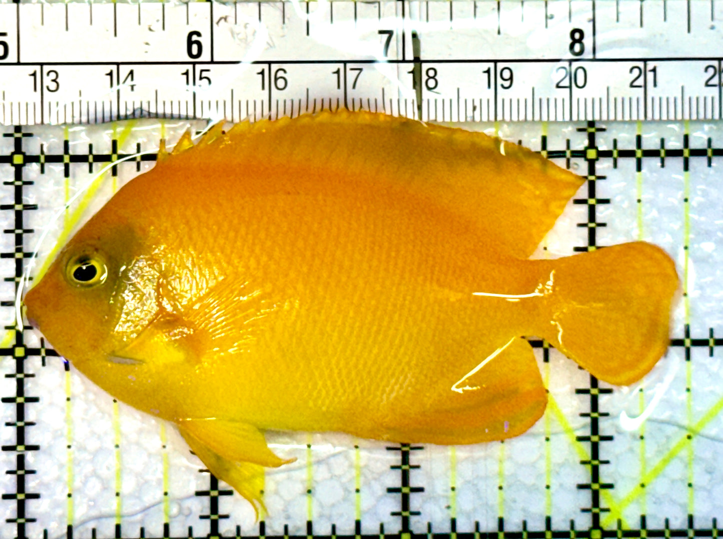 Herald's Angelfish HA062301 WYSIWYG Size: L 3.5"