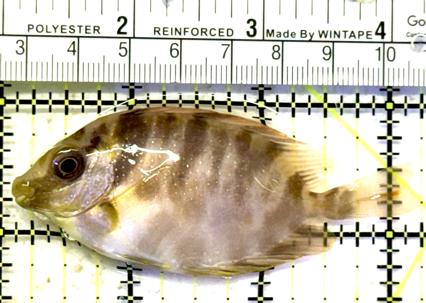Scribbled Rabbitfish SR070601 WYSIWYG Size: M 3.25" approx