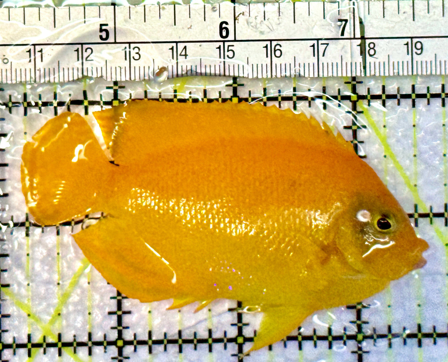 Herald's Angelfish HA062301 WYSIWYG Size: L 3.5"
