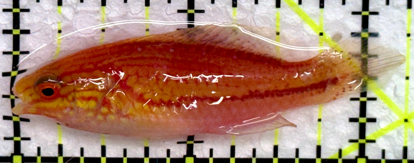 Pintail Fairy Wrasse PFW072201 WYSIWYG Size: L 2.25"