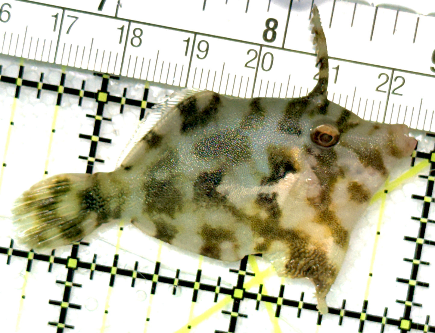 Aiptasia Eating Filefish AEF051002 WYSIWYG Size: M 2.5" approx
