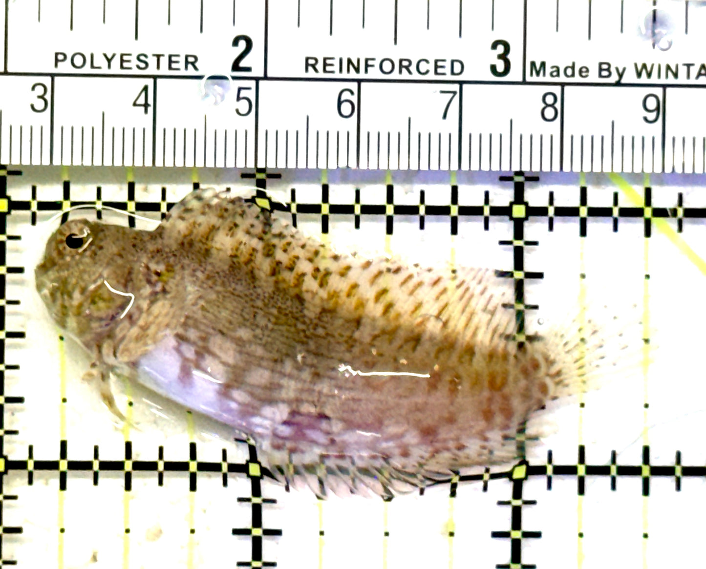 Lawnmower Blenny LB070601 WYSIWYG Size: XXL 2.5" approx