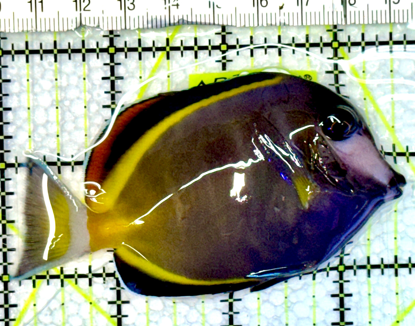 Powder Brown Tang PBT062303 WYSIWYG Size: M 3.5"