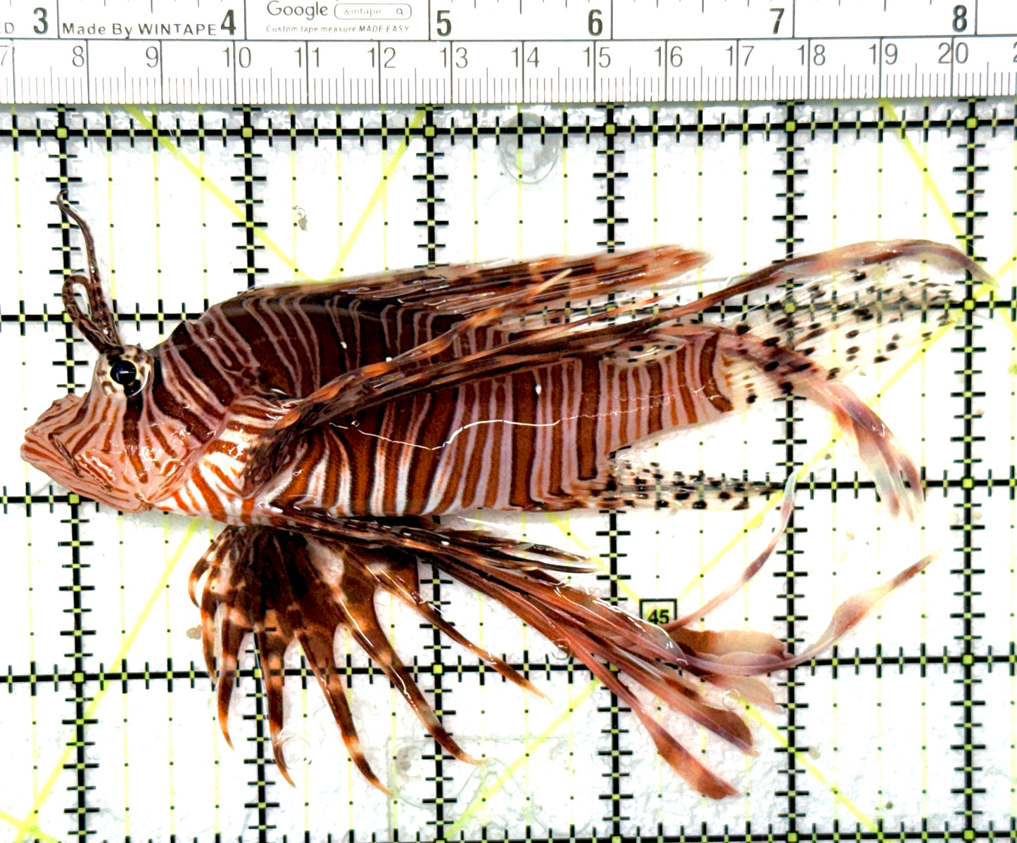 Red Volitan Lionfish RVL051001 WYSIWYG Size: L 5.25" approx