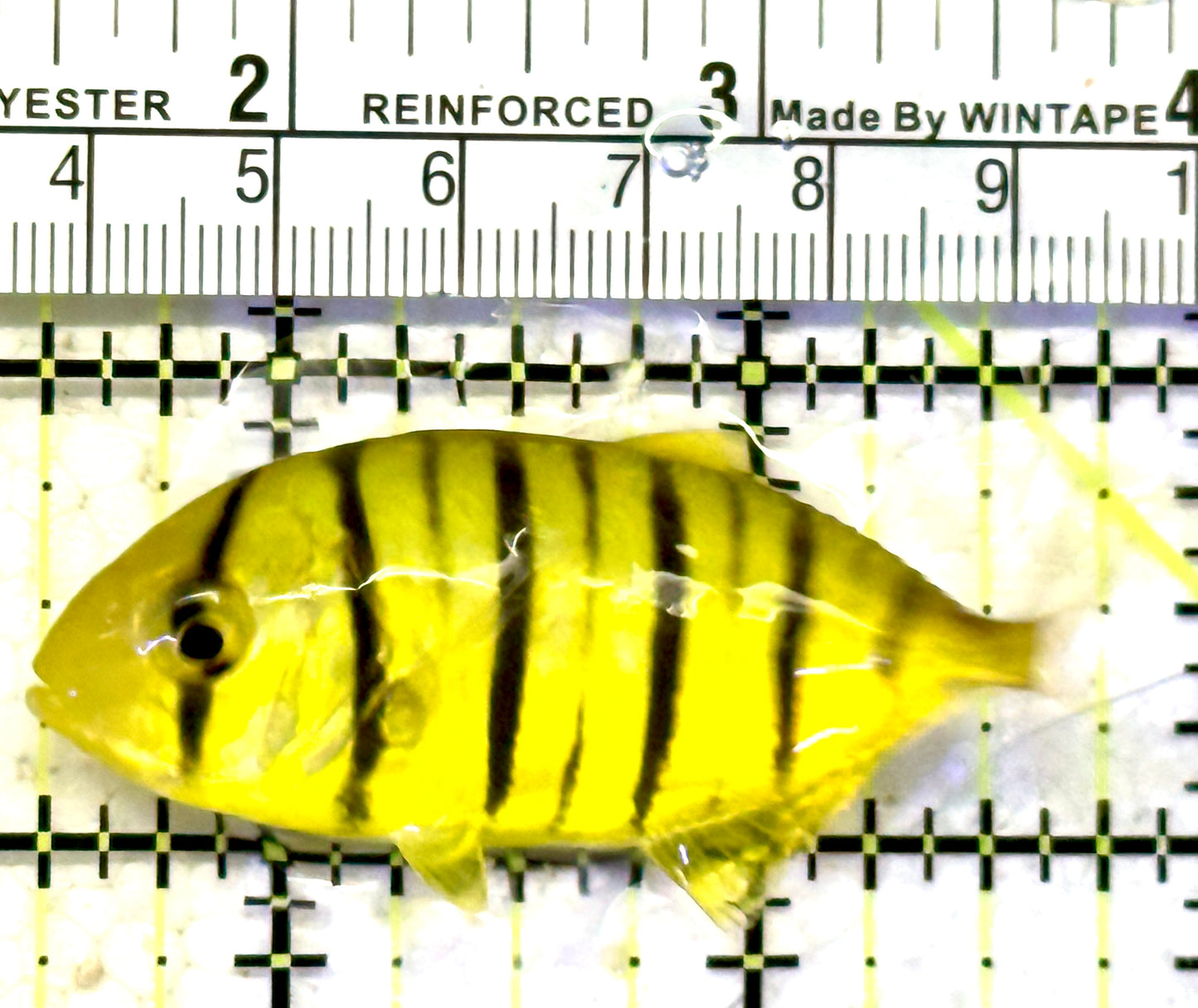 Gold Black Pilot Fish GBPF070601 WYSIWYG Size: S 2.25" approx