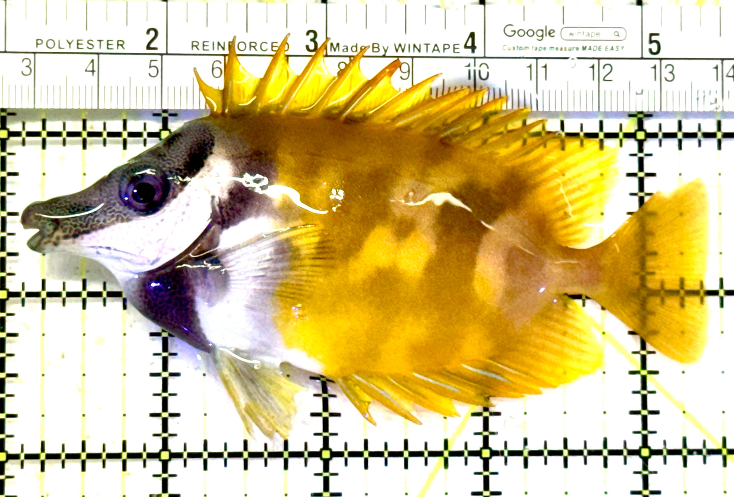 Onespot Foxface OF070603 WYSIWYG Size: L 4.5" approx