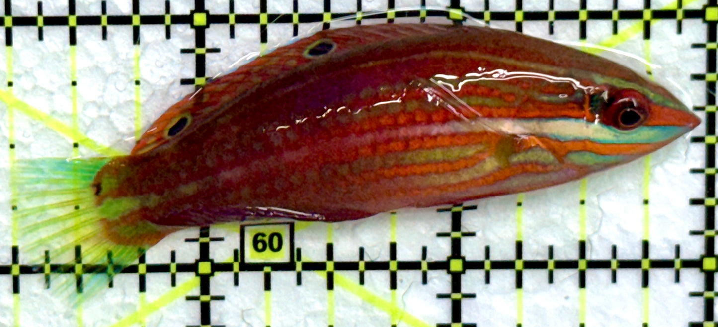 Christmas Wrasse CW072202 WYSIWYG Size: XL 2.75"