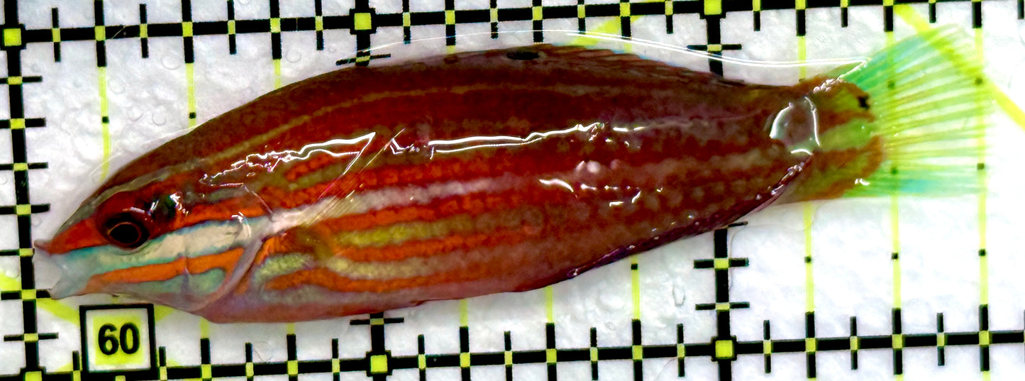 Christmas Wrasse CW072202 WYSIWYG Size: XL 2.75"