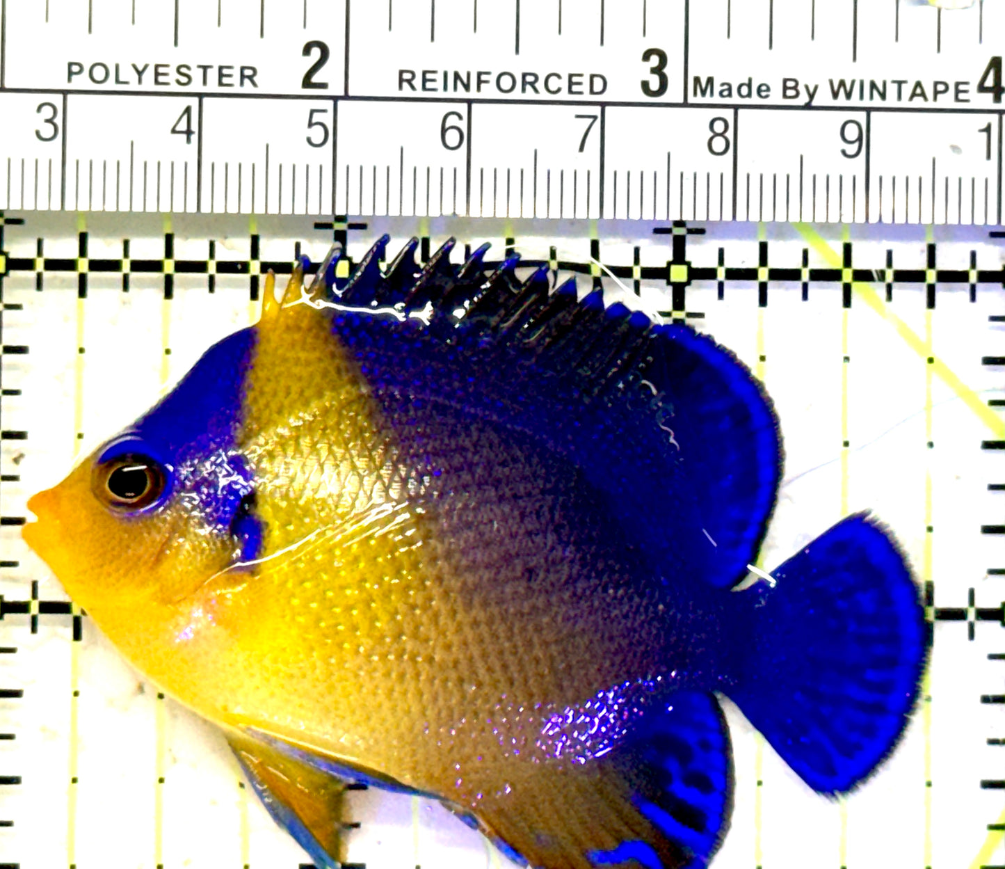 Venustus Angelfish VA070601 WYSIWYG Size: M 2.75" approx