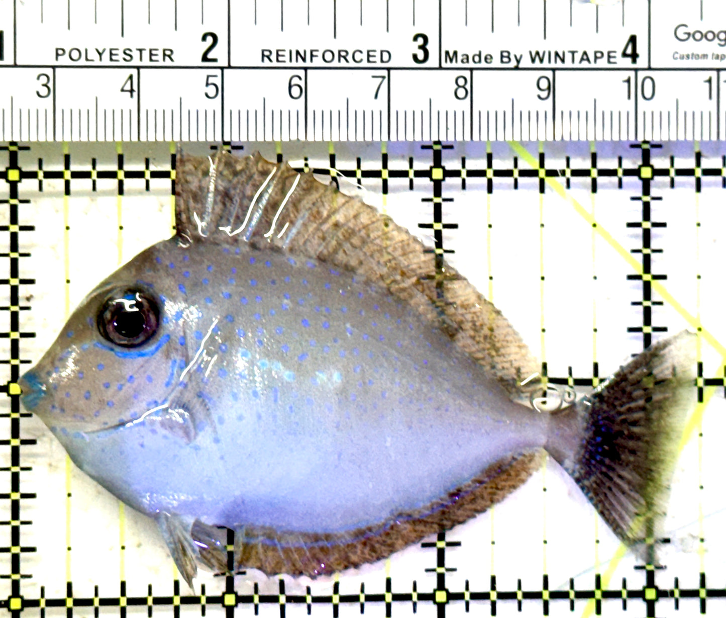 Vlamingi Unicorn Tang VUT070601 WYSIWYG Size: M 3.25" approx