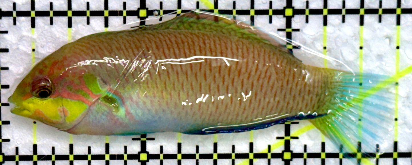 Moyer's Leopard Wrasse MLW072203 WYSIWYG Size: L 2.75"