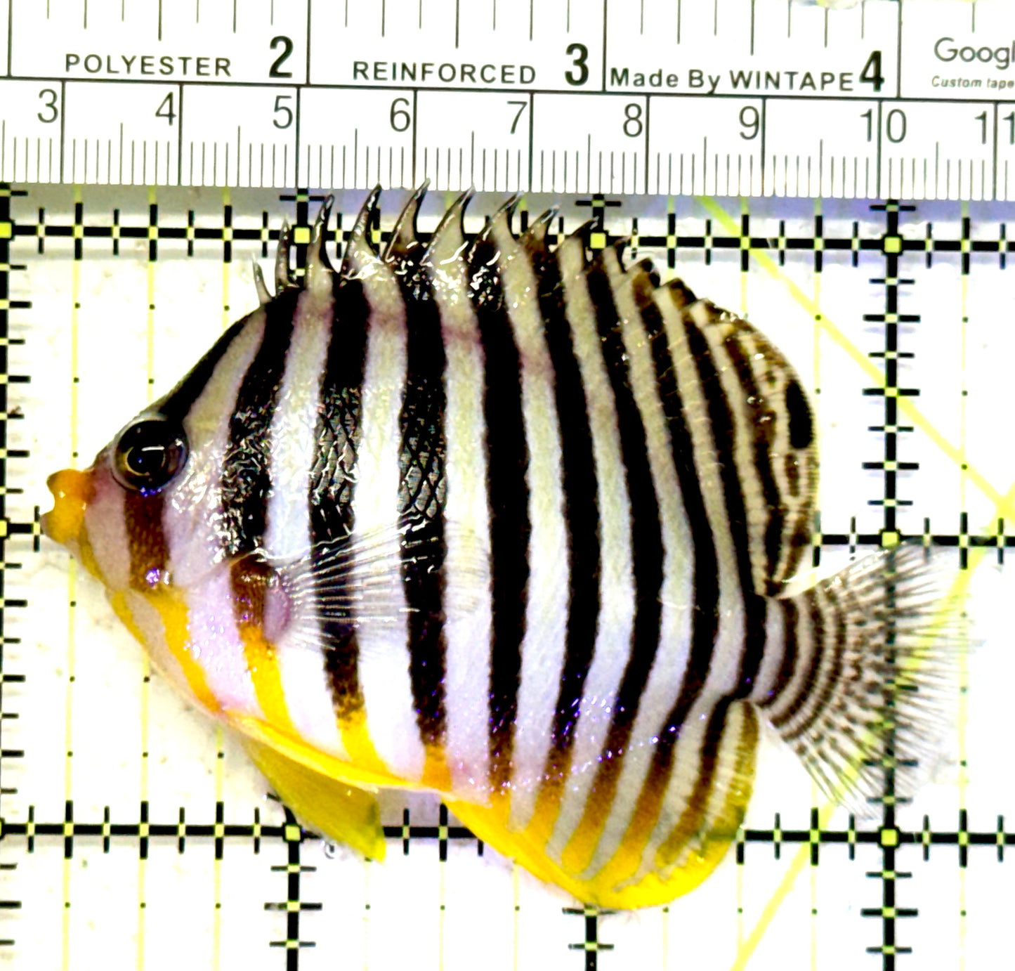 Multibar Angelfish MA070602 WYSIWYG Size: XXL 3.25" approx