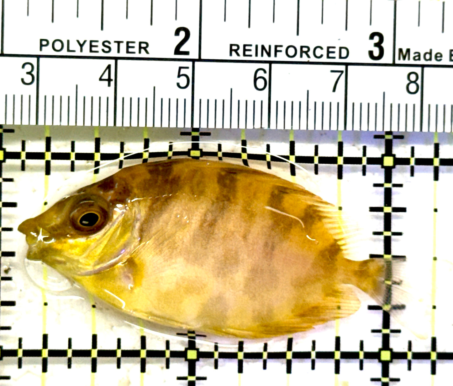 Scribbled Rabbitfish SR070603 WYSIWYG Size: S 2" approx