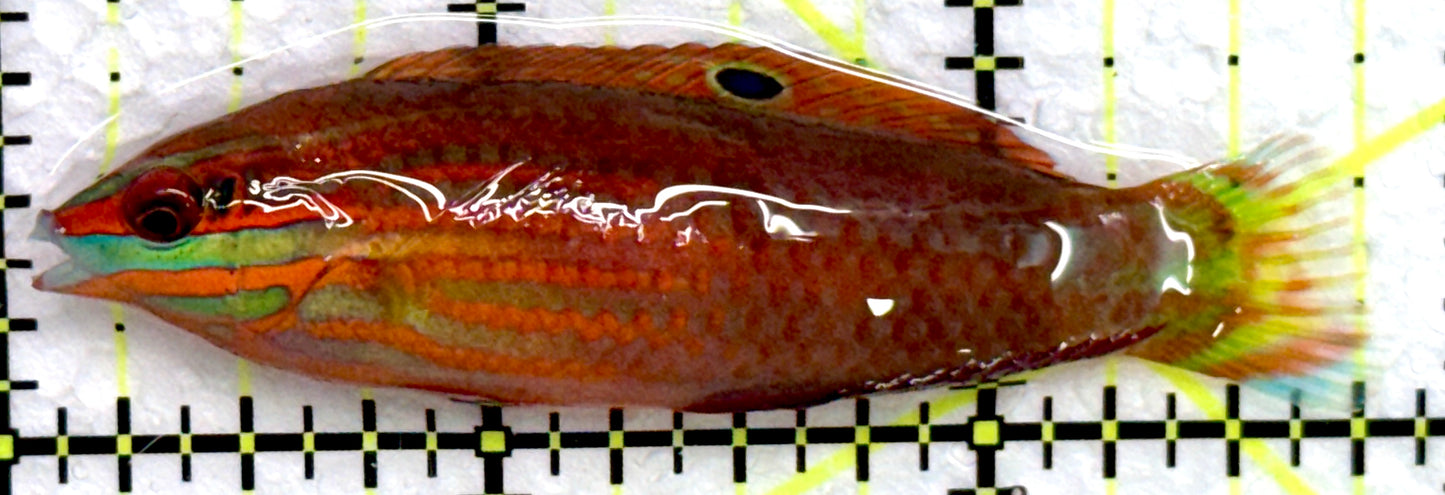 Christmas Wrasse CW072203 WYSIWYG Size: XL 2.75"