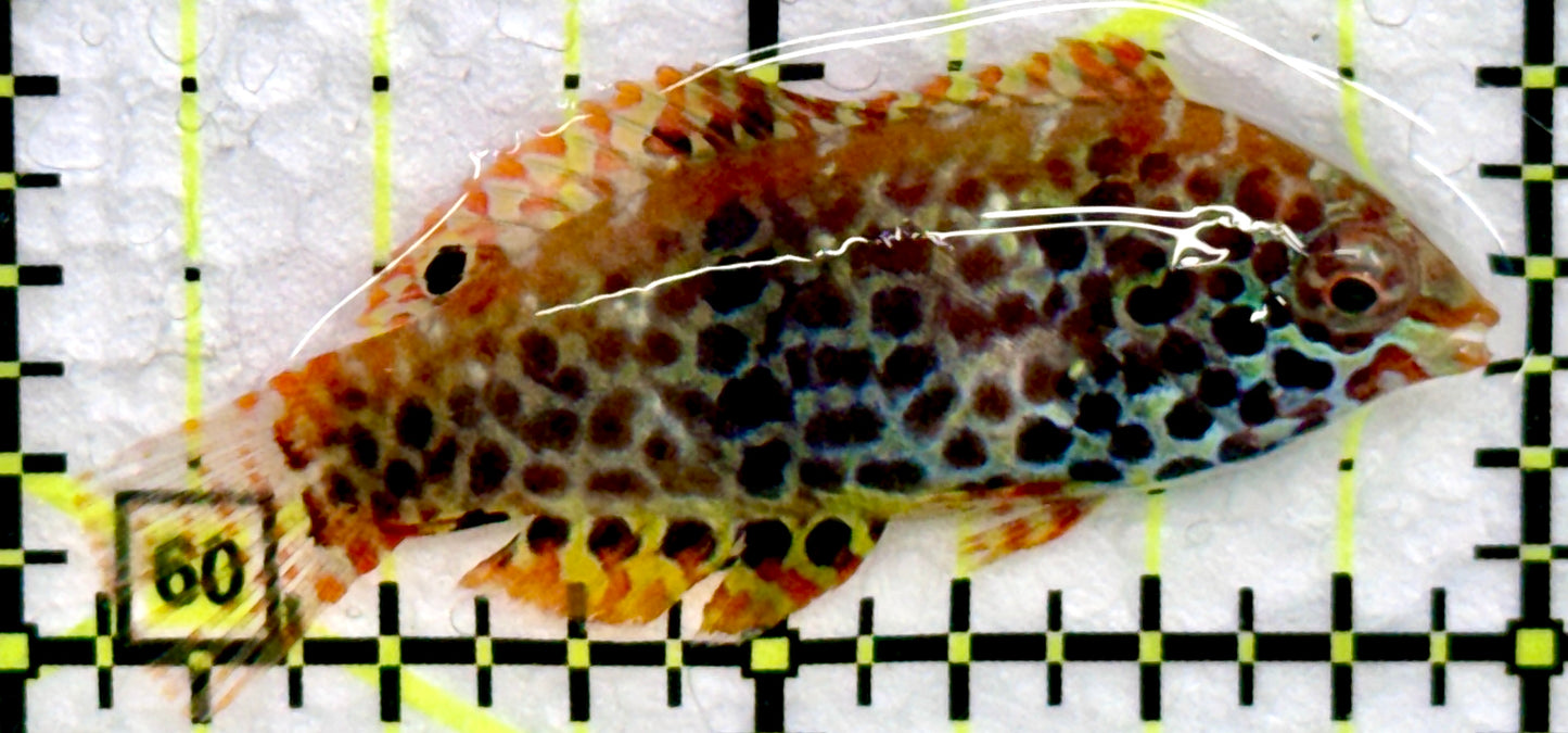Meleagris Leopard Wrasse MLW072204 WYSIWYG Size: S 2"