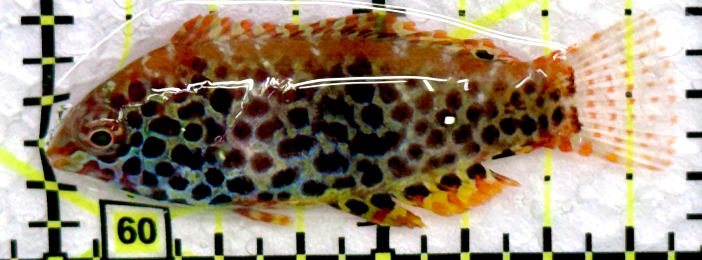 Meleagris Leopard Wrasse MLW072204 WYSIWYG Size: S 2"