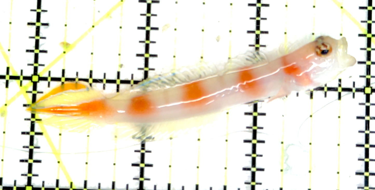 Pinkbar Aurora Flagtail Goby (Maldives Special Grade) PAFG051001 WYSIWYG Size: XL 3" approx