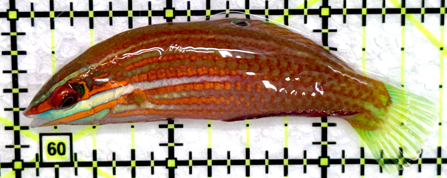 Christmas Wrasse CW072204 WYSIWYG Size: XL 2.75"