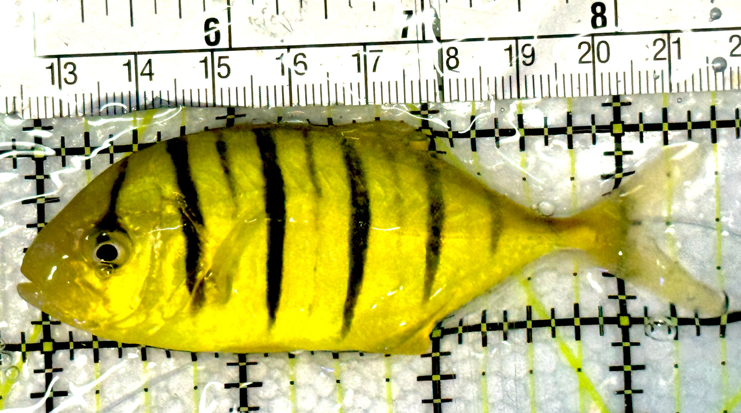 Gold Black Pilot Fish GBPF062503 WYSIWYG Size: M 3.5" approx
