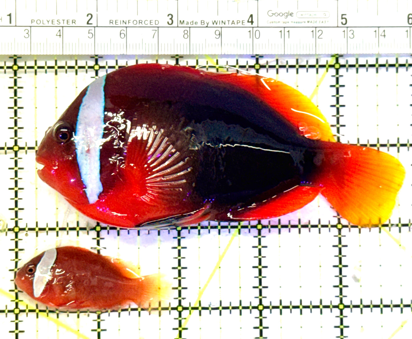 Cinnamon Clownfish Bonded Pair CCBP070601 WYSIWYG Size(Show Female & Small Male): Show 4.75" S 1.75" approx