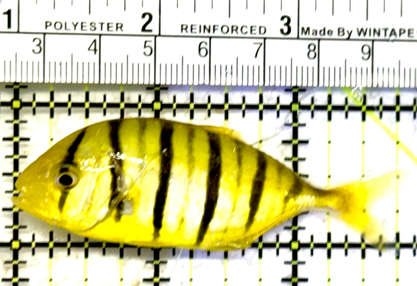 Gold Black Pilot Fish GBPF070602 WYSIWYG Size: S 2.75" approx