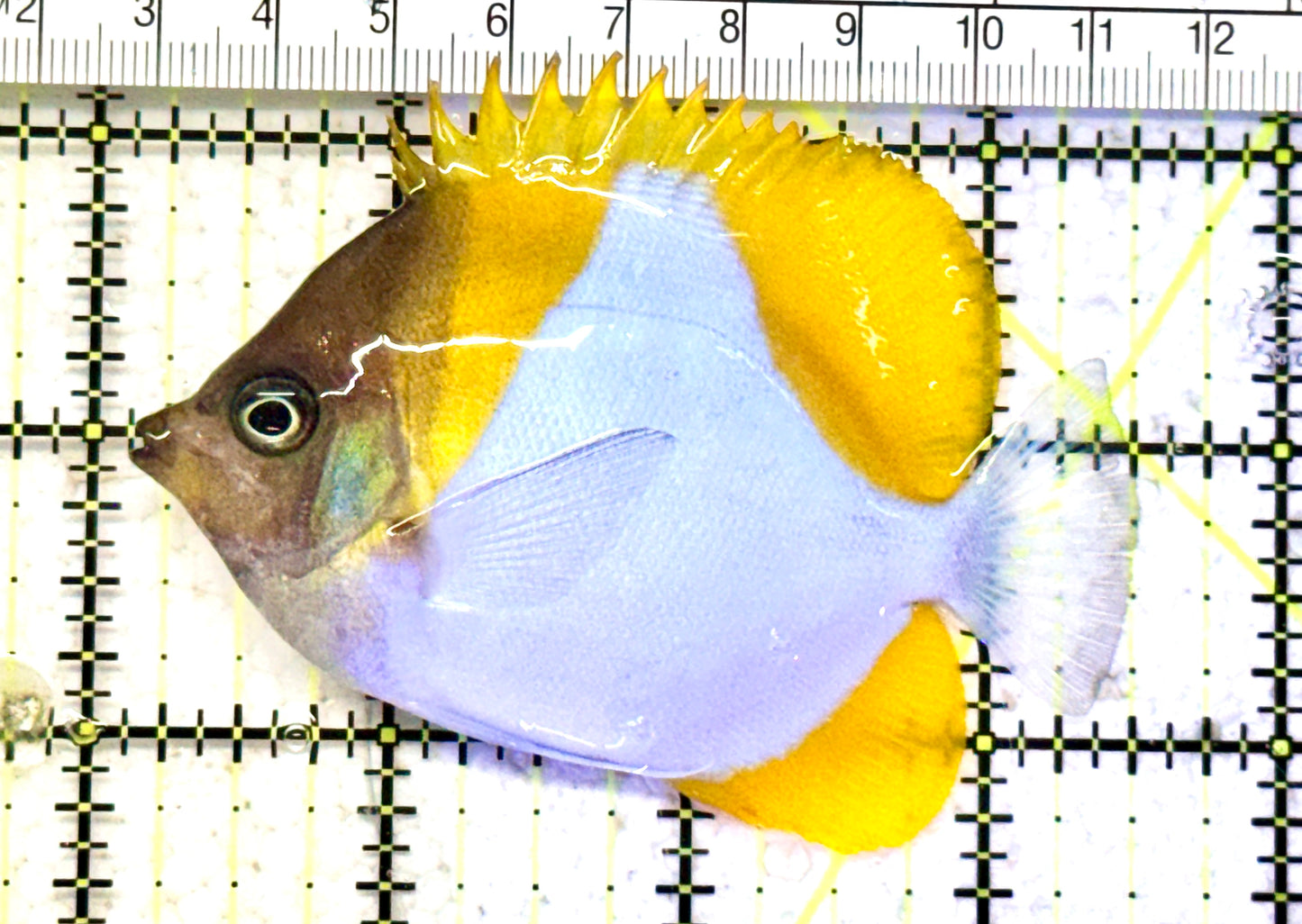 Pyramid Diamond Butterflyfish PDB070602 WYSIWYG Size: M 3.5" approx